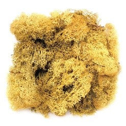 Mousse d'Islande jaune 50g