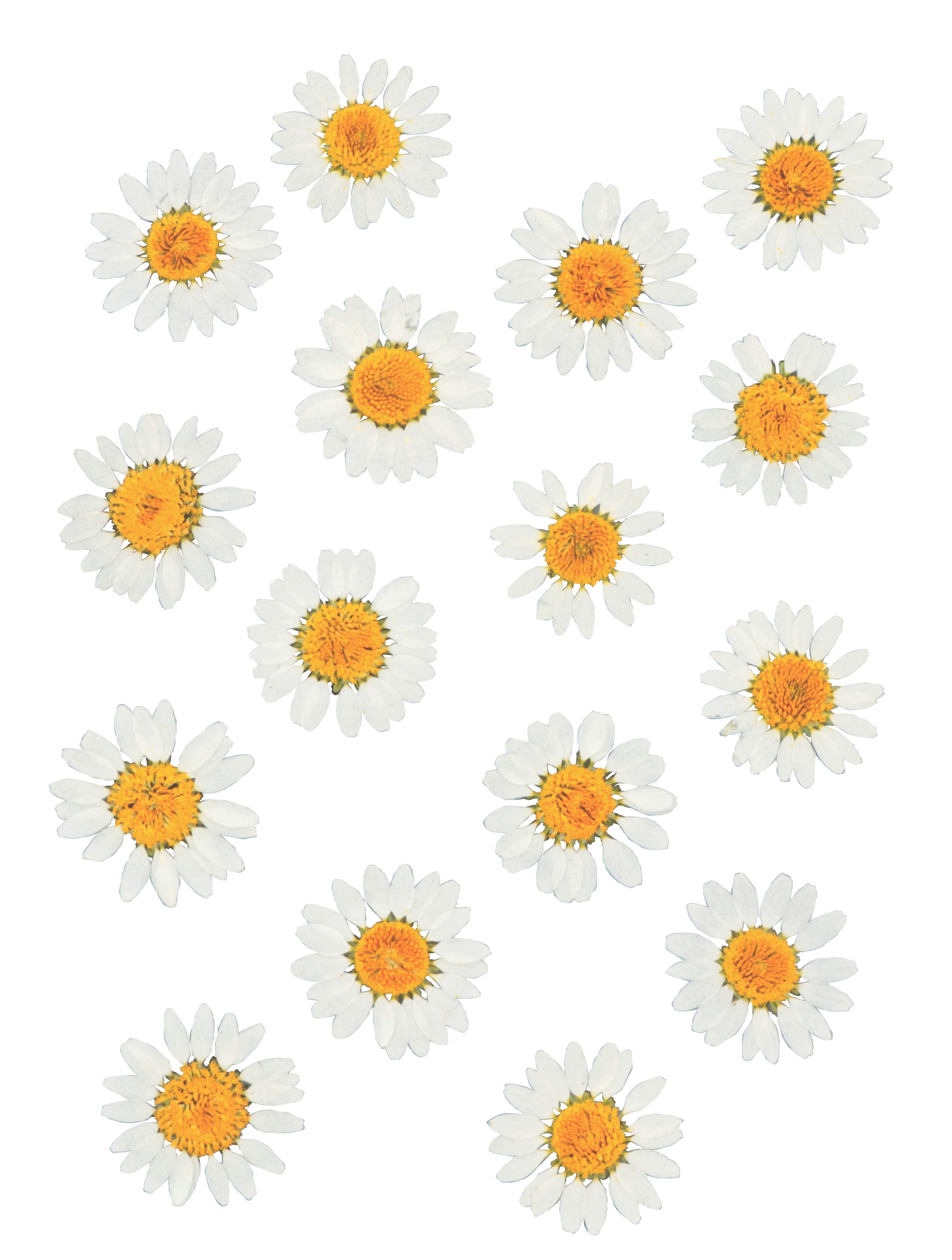 Fleurs séchées pressées - 16 pièces - Marguerites blanches - Artemio