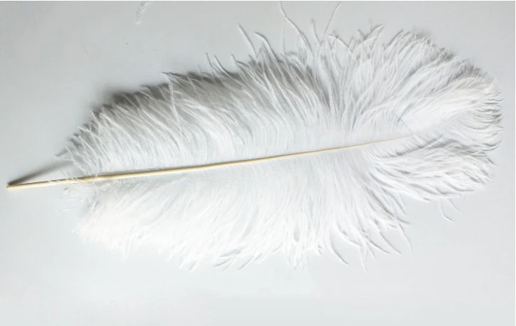 Plume d'autruche blanche