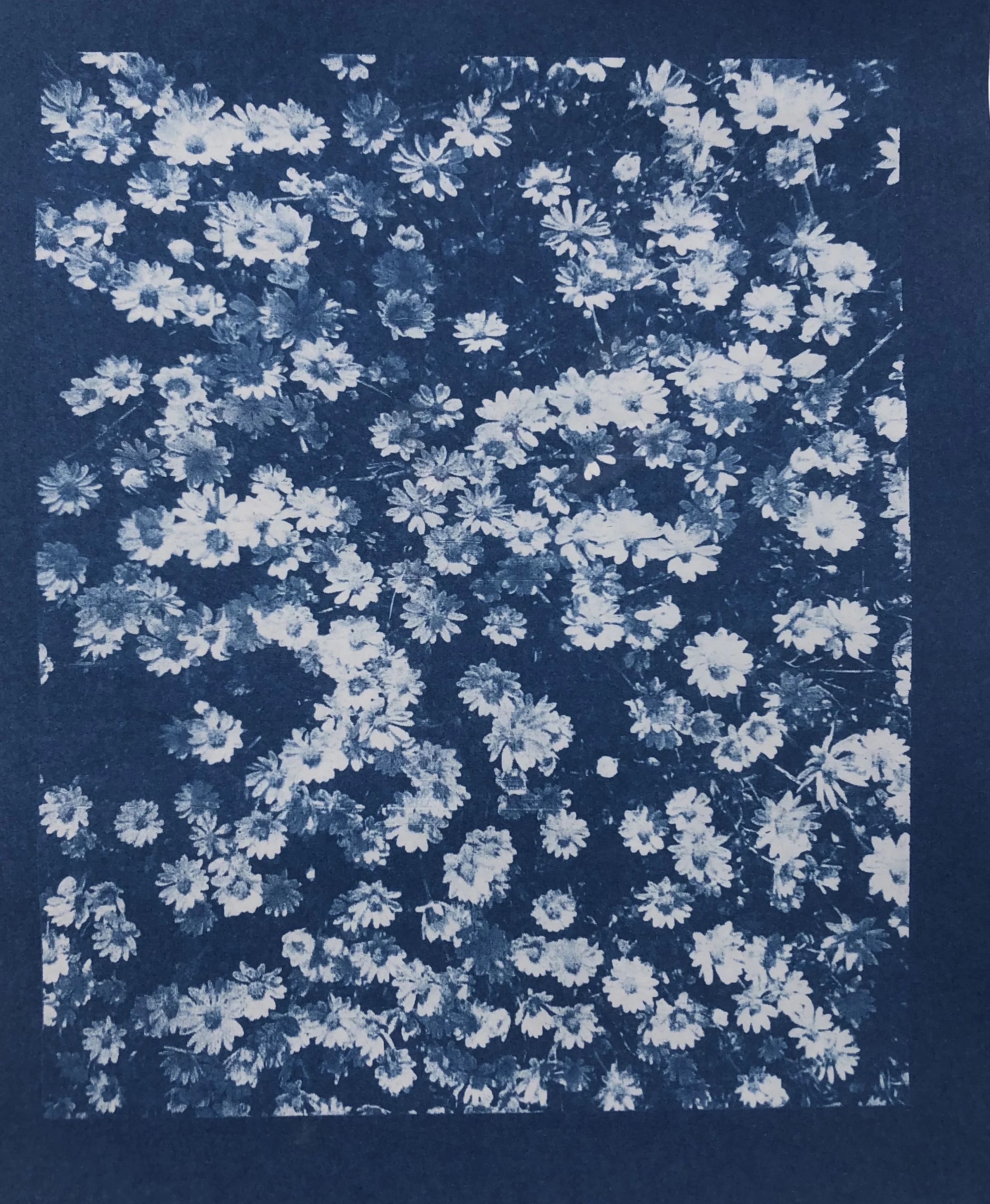 Pochette papier Cyanotype - Image 3